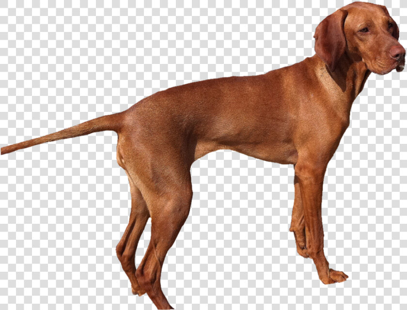 Isolated  Weimaraner  Dog  Pet  Animal Portrait  Dear   Vizslam Cattle Dog Mix  HD Png DownloadTransparent PNG