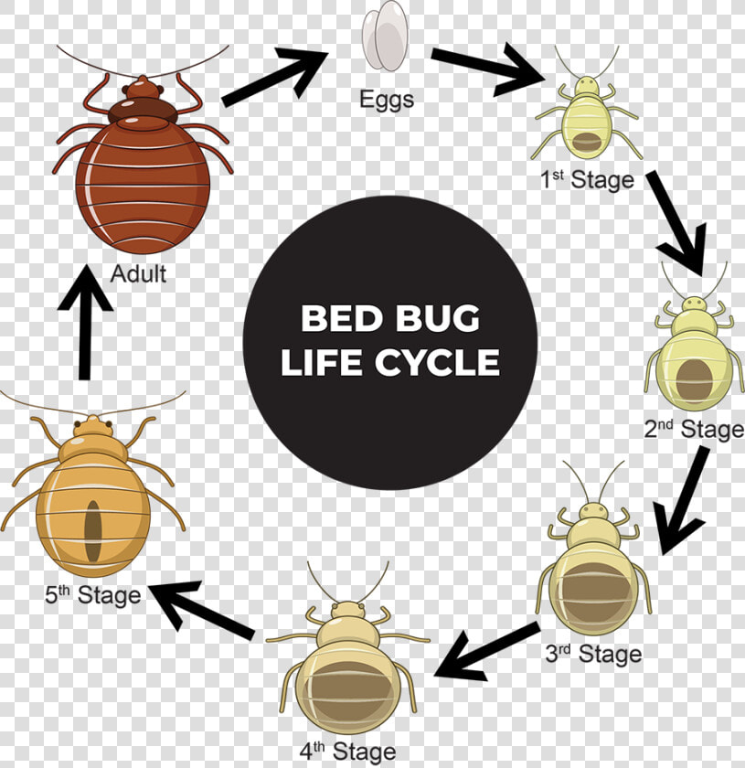 Bedbug   Bed Bugs  HD Png DownloadTransparent PNG