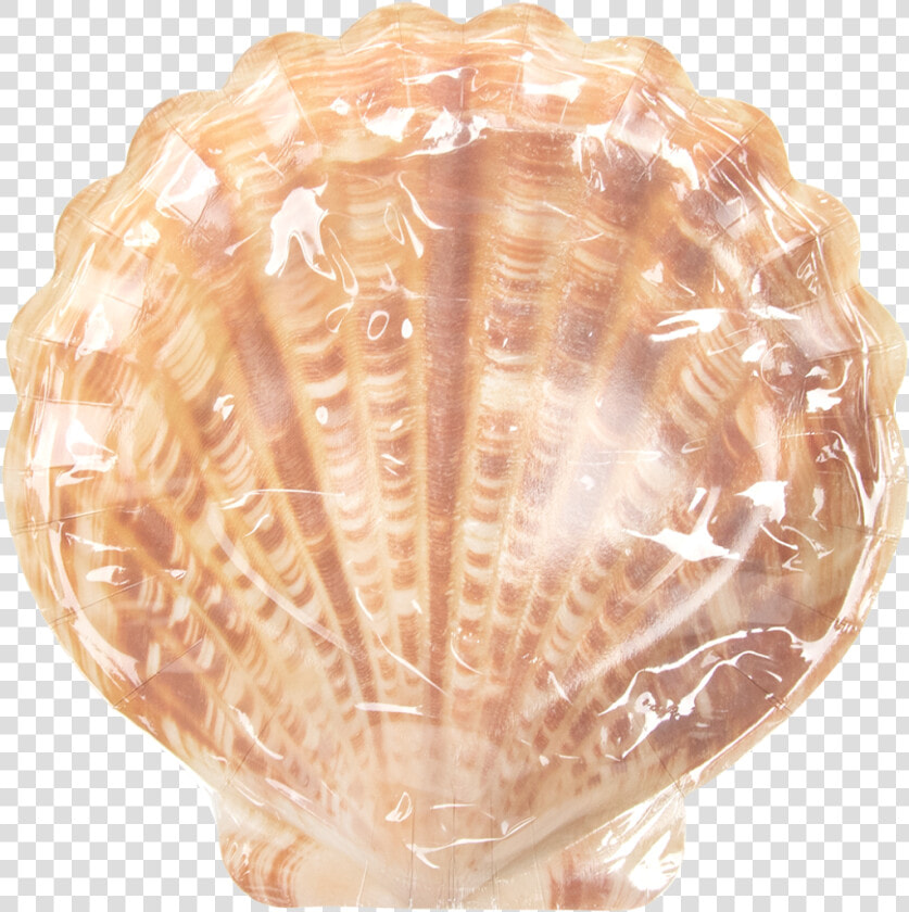 Paper Plate Shell Shape Set 10   Conch  HD Png DownloadTransparent PNG