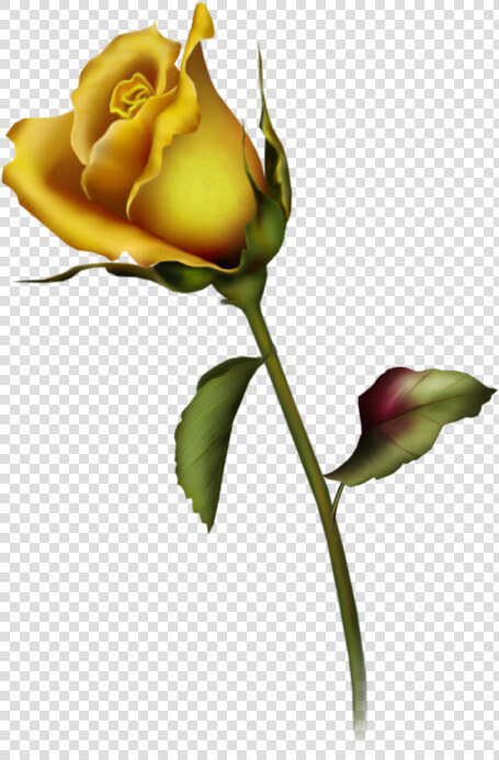 Rose Bud Pictures   Yellow Rose Tattoo Design  HD Png DownloadTransparent PNG