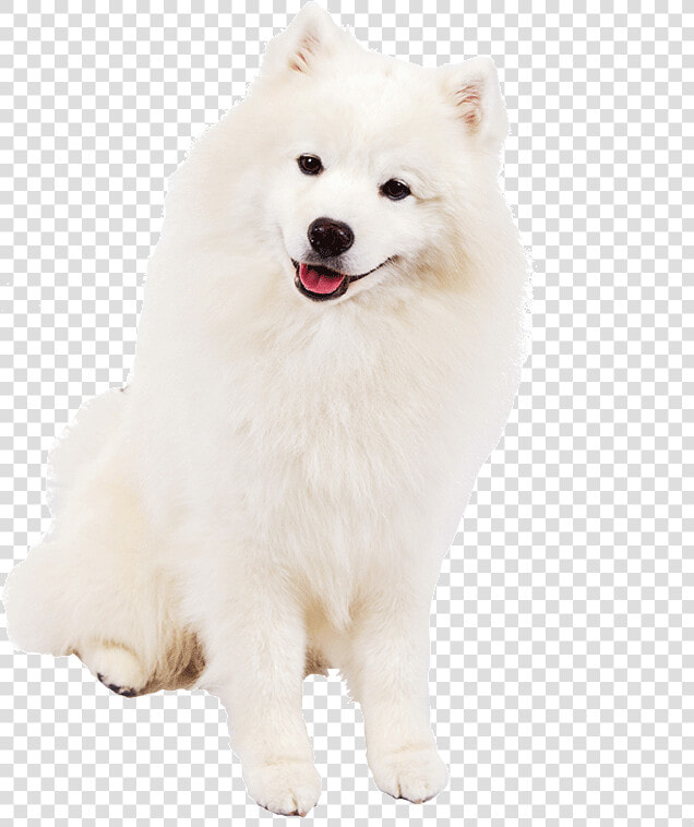 Samoyed Png   American Eskimo Dog Png  Transparent PngTransparent PNG