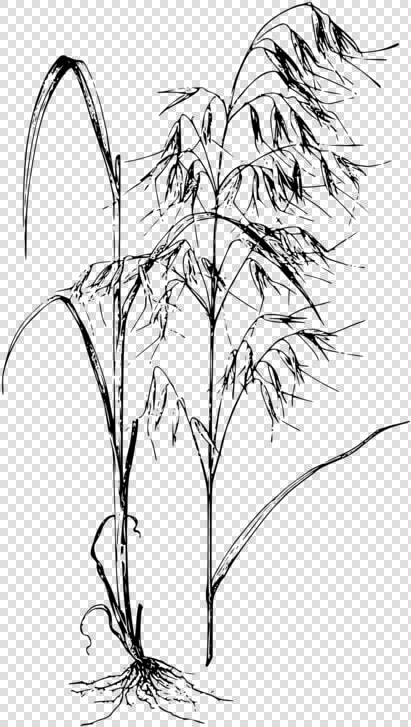 Line Art plant flora   Avena Fatua Drawing  HD Png DownloadTransparent PNG