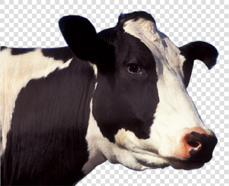 Cow Png Image   Cow Face Png  Transparent PngTransparent PNG