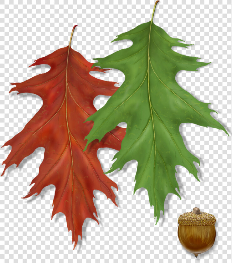 Northern Red Oak Leaf With Acorn  HD Png DownloadTransparent PNG