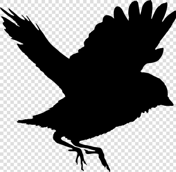 Freedom  Fly  Bird  Silhouette  Wings  Nature   Flying Bird Png Pic Vector  Transparent PngTransparent PNG