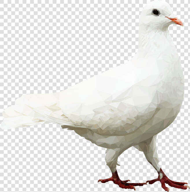 European Herring Gull  HD Png DownloadTransparent PNG