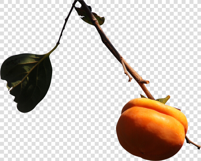 Persimmon Png  Transparent PngTransparent PNG