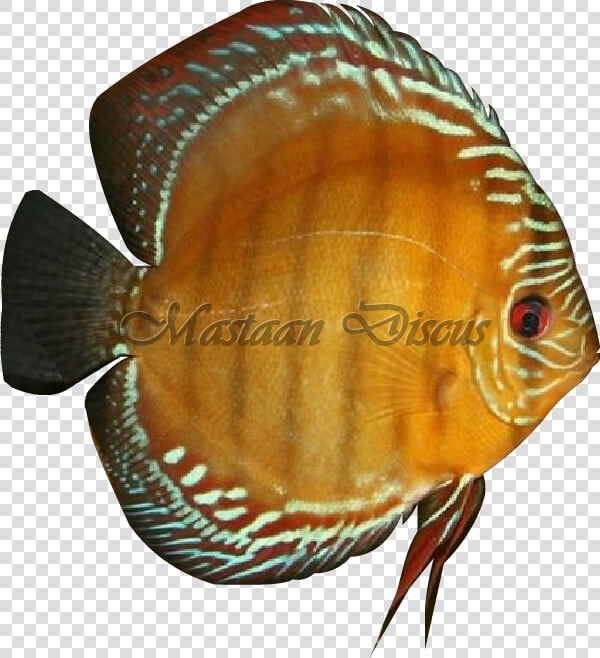 Pomacentridae  HD Png DownloadTransparent PNG