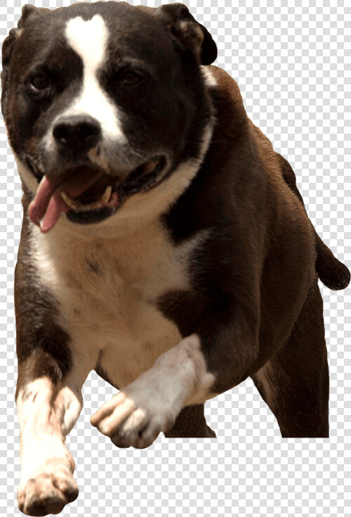 Rescue Dog Running   Dog Running Png  Transparent PngTransparent PNG