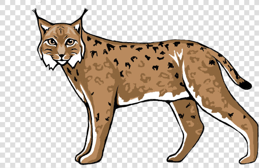 Wildcat Lynx Cougar Cheetah   Lynx Clipart  HD Png DownloadTransparent PNG