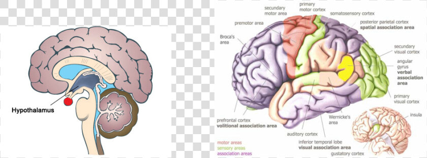 Temporal Visual Association Area  HD Png DownloadTransparent PNG