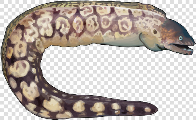 Pez Png  Transparent PngTransparent PNG