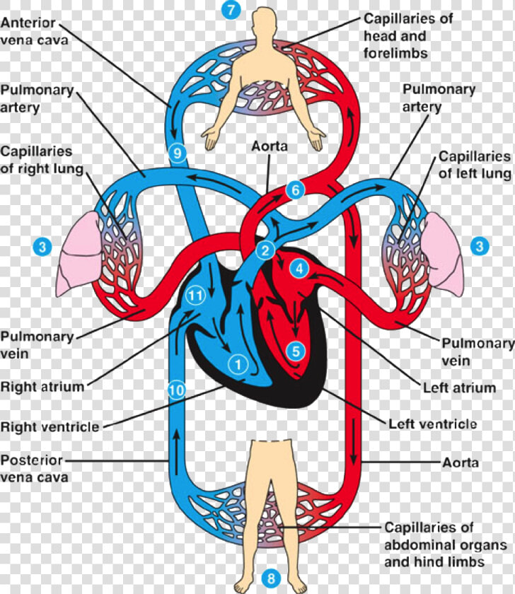 Transparent Circulatory System Clipart   Human Heart Circulation  HD Png DownloadTransparent PNG