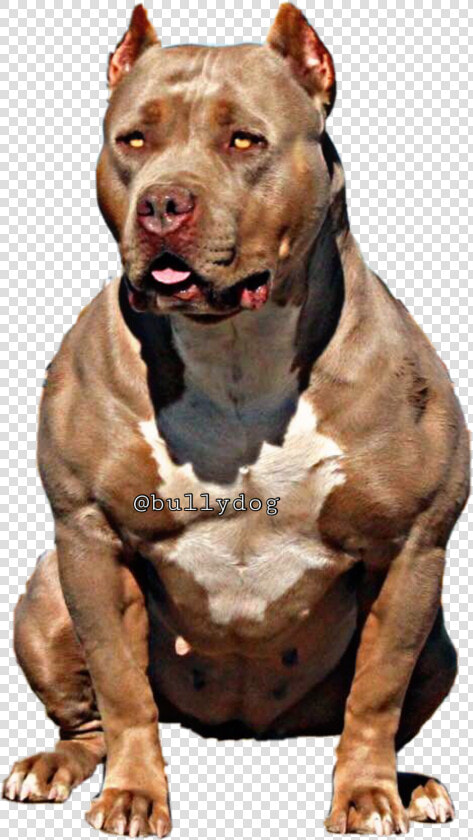 Pitbull Clipart American Bully  Pitbull American Bully   Dog Yawns  HD Png DownloadTransparent PNG