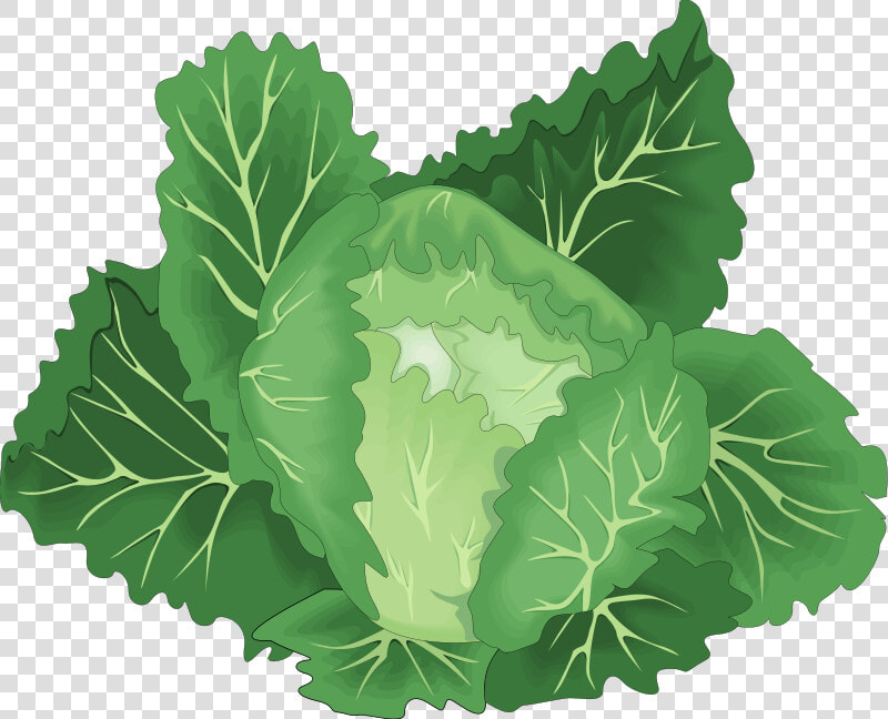 Vegetables Free Vector   Green Vegetable Vector Png  Transparent PngTransparent PNG