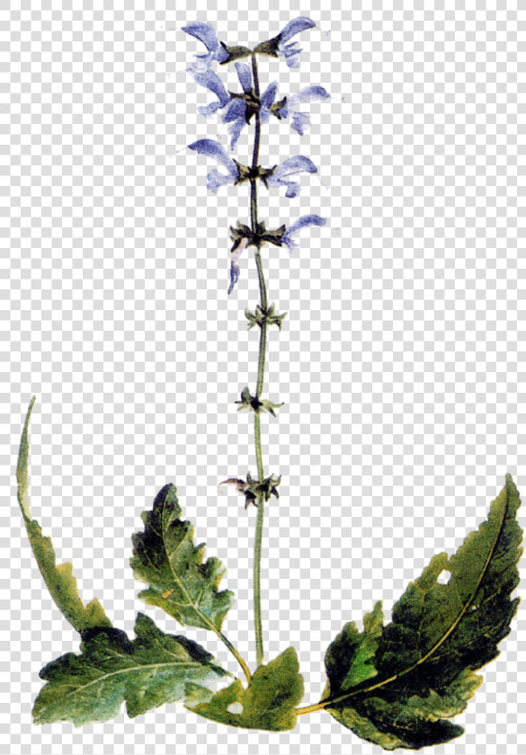 Delphinium  HD Png DownloadTransparent PNG