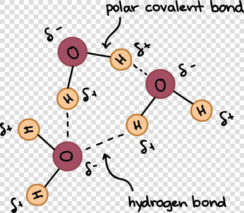 Hydrogen Bonds Between Adjacent Molecules  HD Png DownloadTransparent PNG