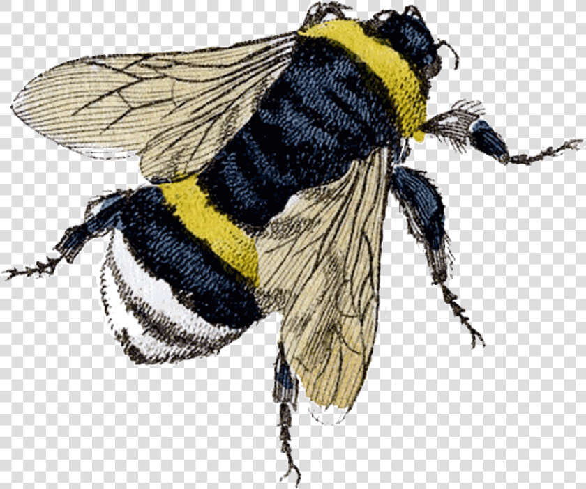 Flying Bee Png Clipart   Bees Knees 1920 Slang  Transparent PngTransparent PNG