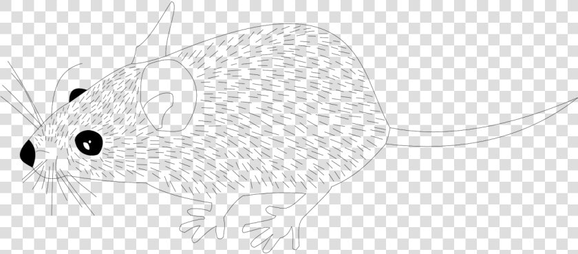 Wood Mouse Animal Mouse Rat Png Image   Line Art  Transparent PngTransparent PNG