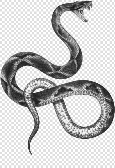 The Snakes Of Australia Tattoo Artist Black And Gray   Snake Edit  HD Png DownloadTransparent PNG