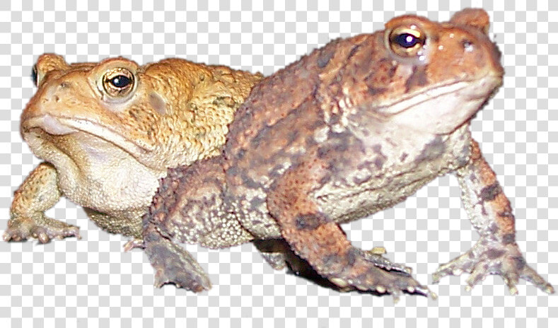 Image   Eastern Spadefoot  HD Png DownloadTransparent PNG