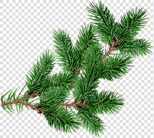  christmastree  branch  decoration  overlay  christmas   Real Png Christmas Tree Overlay  Transparent PngTransparent PNG