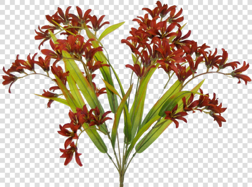 Burgundy Freesia Bush   Fire Lily  HD Png DownloadTransparent PNG