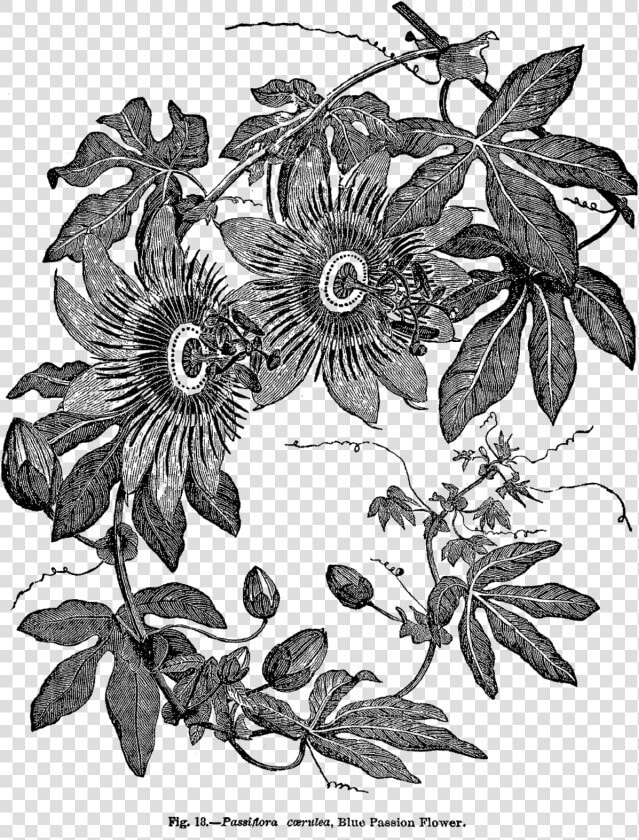 Transparent Passion Flower Clipart   Vintage Passion Flower Illustration  HD Png DownloadTransparent PNG