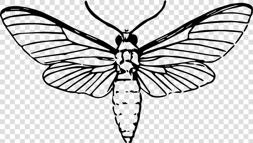 Moth Drawing   Png Download   Moth Drawing  Transparent PngTransparent PNG