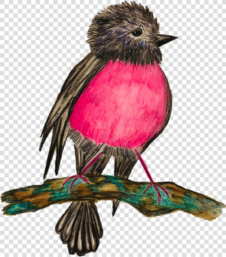 Dandelion Pink Robin Hand Drawn By Ashleigh Cotterill   American Rosefinches  HD Png DownloadTransparent PNG