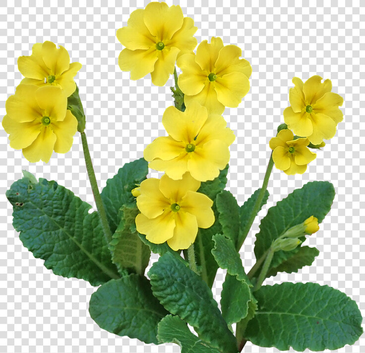 Primrose  Flower  Plant  Garden  Nature  Cut Out   Primrose Png  Transparent PngTransparent PNG