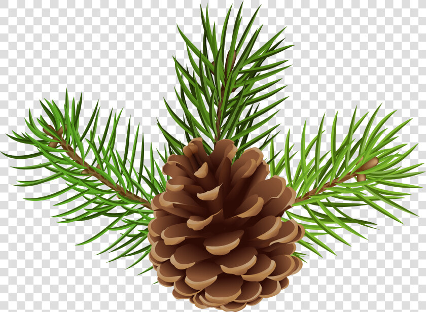 Pine Cone Png   Pine Cone Pine Png  Transparent PngTransparent PNG