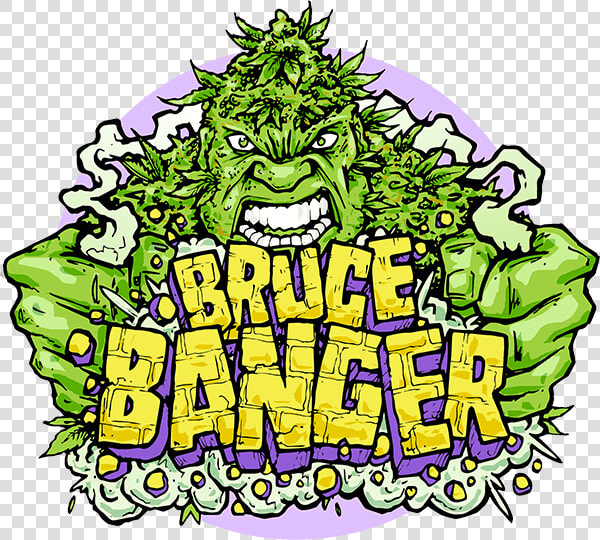 Bruce Banger Fast Feminised Seeds Title Bruce Banger  HD Png DownloadTransparent PNG