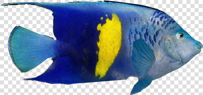 Arabian Angelfish V2   Coral Reef Fish  HD Png DownloadTransparent PNG