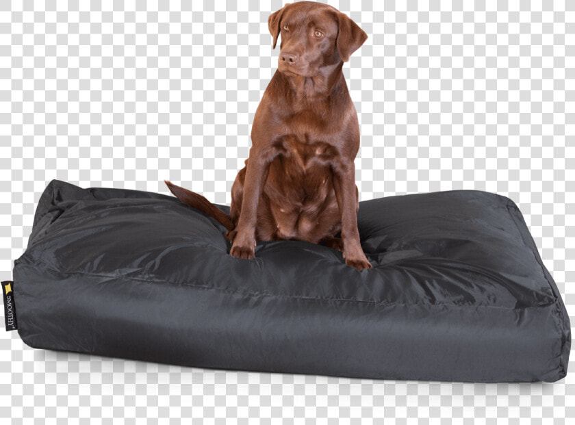 Smoothy Classic Dog Bed Xxl   Labrador Retriever  HD Png DownloadTransparent PNG