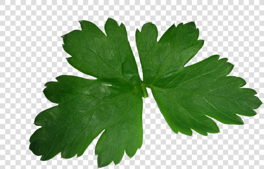 Hoja De Cilantro Png  Transparent PngTransparent PNG