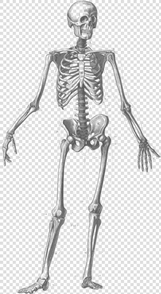 Skeleton figure Drawing human   Many Bones In Human Body  HD Png DownloadTransparent PNG