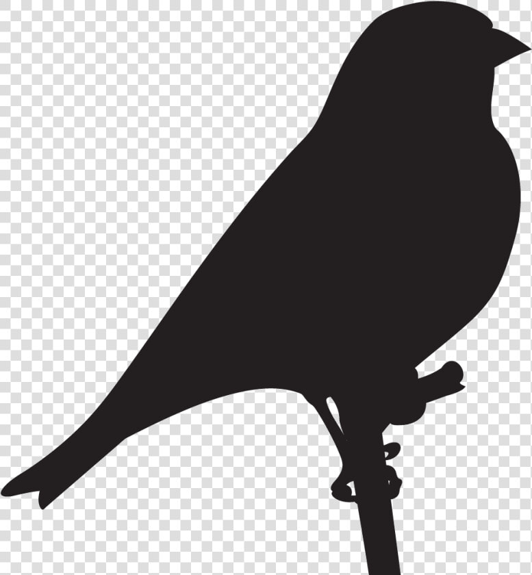 Finches   Goldfinch Silhouette  HD Png DownloadTransparent PNG