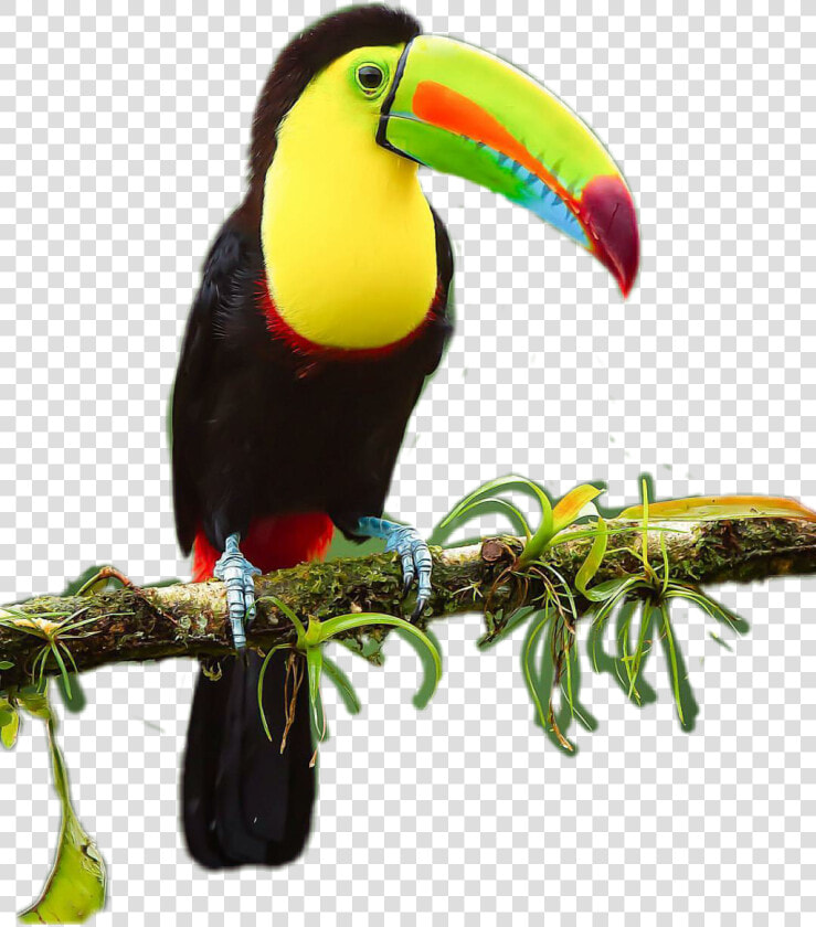  tucan   Toucan  HD Png DownloadTransparent PNG