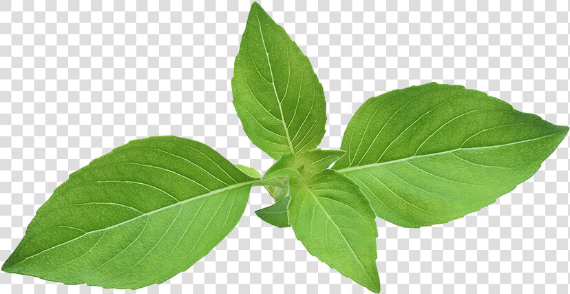 Transparent Basil Png   Basil Png  Png DownloadTransparent PNG