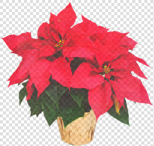 Poinsettia Transparent Flower Crown Clipart   Png Download   Bulb  Png DownloadTransparent PNG