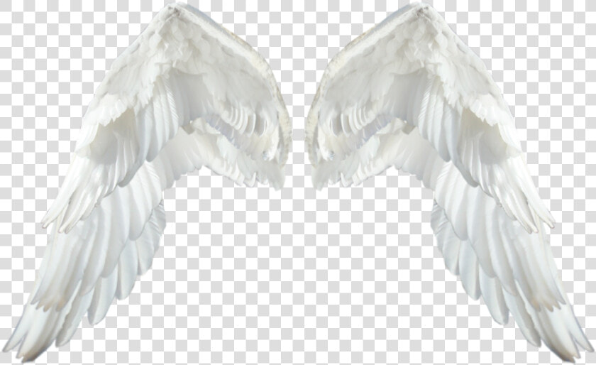 Realistic Angel Wings Transparent Png   White Wings Png  Png DownloadTransparent PNG