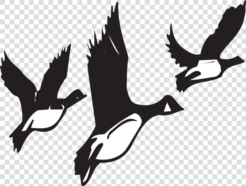 Geese  Flying  Birds  Flight  Black  White  Wildlife   Birds Migrating Black And White  HD Png DownloadTransparent PNG