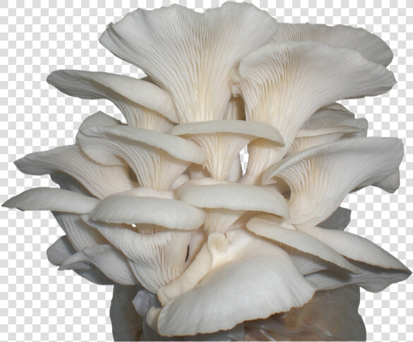 Oyster Mushroom  HD Png DownloadTransparent PNG