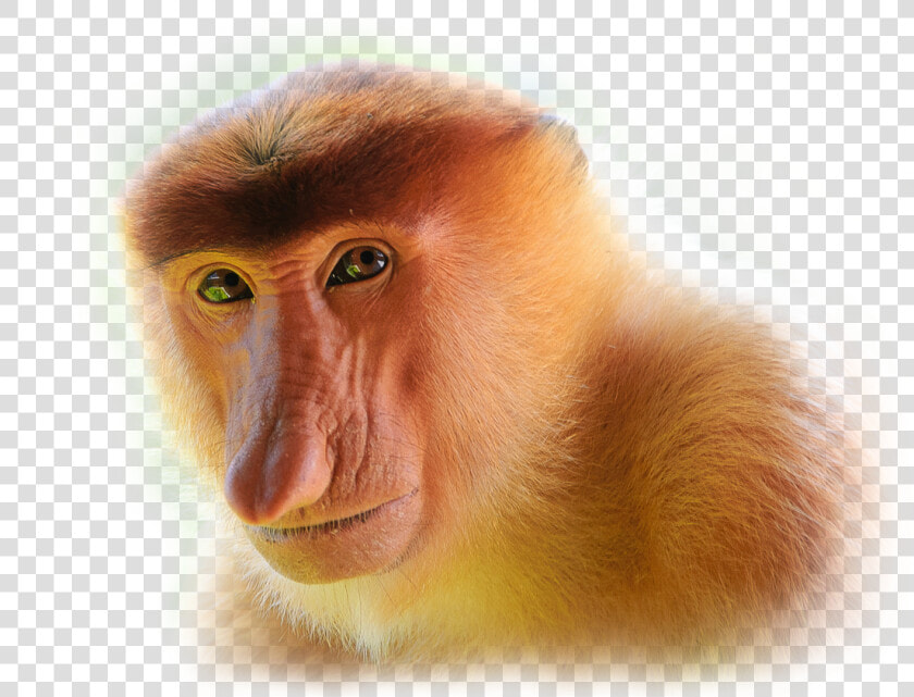 Proboscis Monkey Transparent Background  HD Png DownloadTransparent PNG