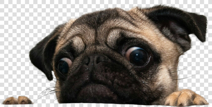 Transparent Pug Face Png   Transparent Pug Png  Png DownloadTransparent PNG