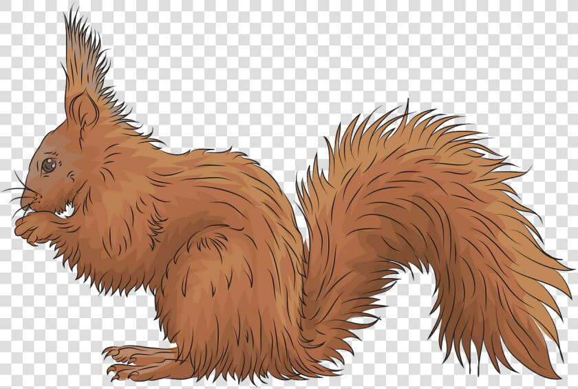 Squirrel Clipart Red   Fox Squirrel  HD Png DownloadTransparent PNG