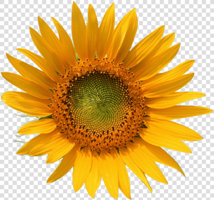 Yellow Sun Flower   Png Download   Girasol Y Abeja Png  Transparent PngTransparent PNG