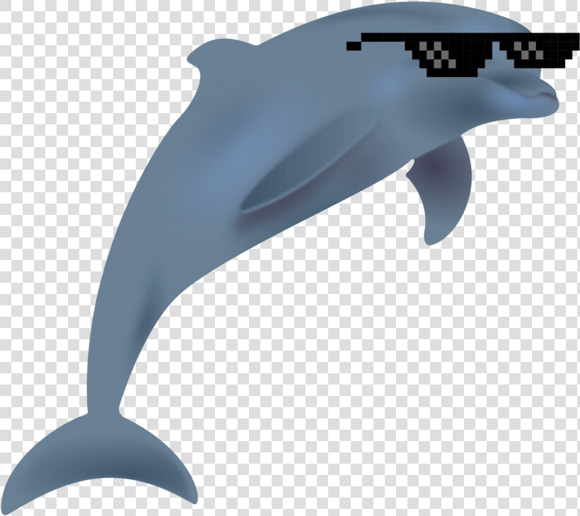 Marine Biology whales Dolphins And Porpoises dolphin   Dolphin Clipart Transparent  HD Png DownloadTransparent PNG