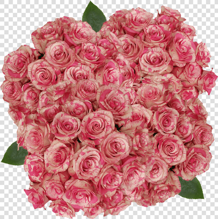 Buy Cream And Dark Pink Magic Times Roses Flowers Online   Floribunda  HD Png DownloadTransparent PNG